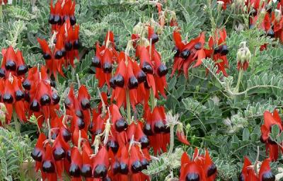 Sturt's Desert Pea.