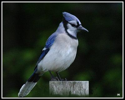 Blue Jay