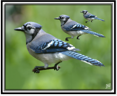 Blue Jay-2