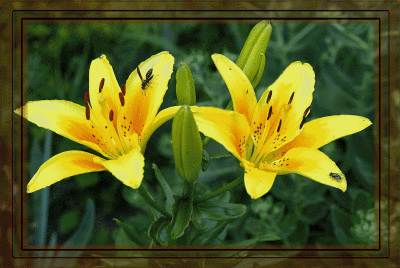 Garden Lillys