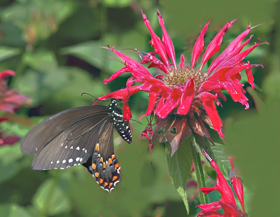 Bee Balm