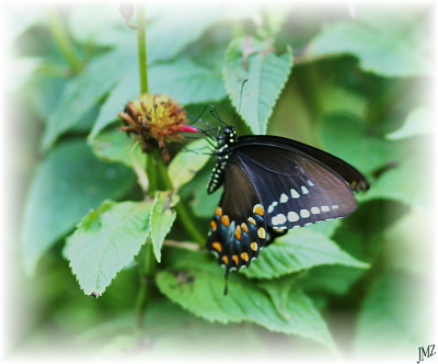 Nice Butterfly
