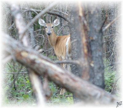 Pennsyvania Whitetail Deer