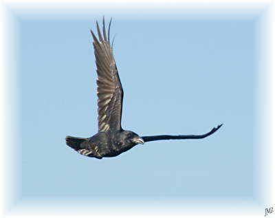 Raven
