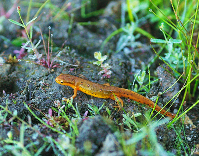 Nice Lizard