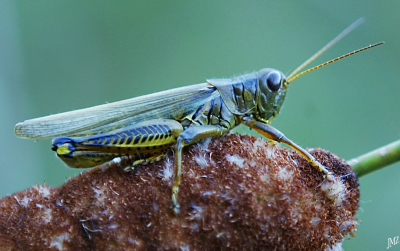 Green Hopper