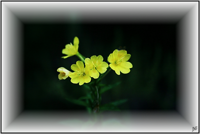Yellow Flowers