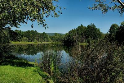 Summer Day