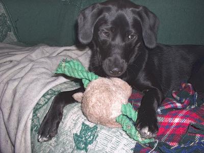 Sadie's Got the Squeaky