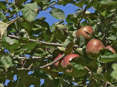 Apples Again