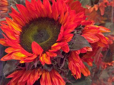 Red Sunflowers