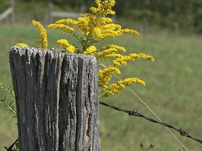 Goldenrod