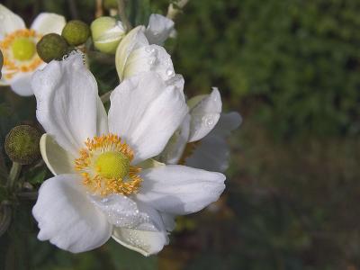 Fall Flower