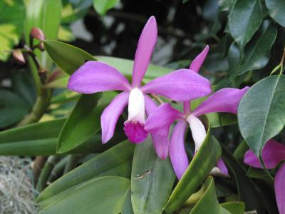 MBG Orchid Show 2002