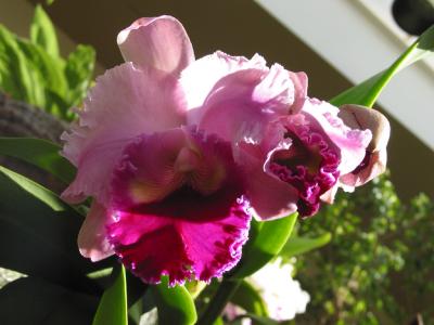 MBG Orchid Show 2003