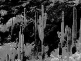 Saguaro Cacti At Gates Pass