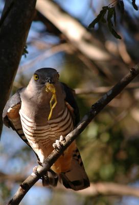 crested hawk enjoying lunch.jpg