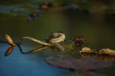 water dragon on lily.jpg