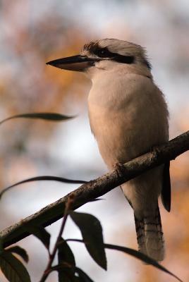 kookaburra afternoon glow.jpg