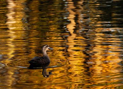 duck on golden pond.jpg