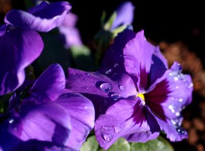 pansy and water.jpg