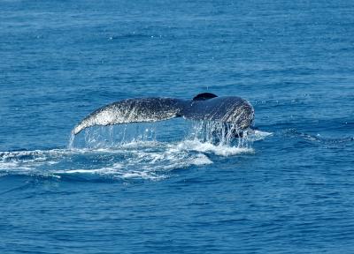 a whales tail.jpg