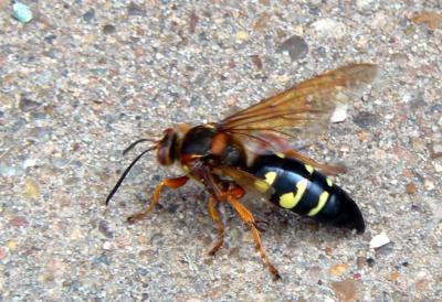 Huge wasp/hornet (like 4)