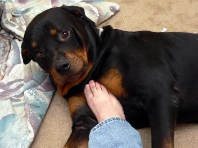 My Foot and our 140lb Rottweiler