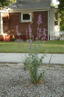 agastache