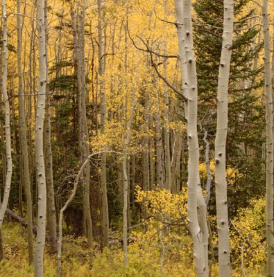 Aspens, fall 2005