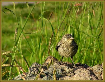 rw fledgling 4.jpg