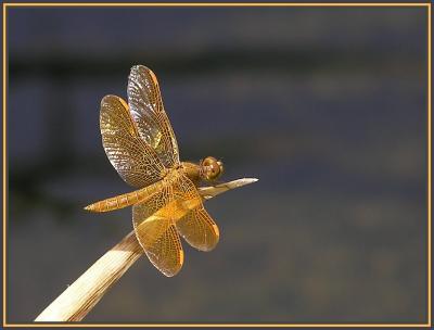 mexican amberwing.jpg