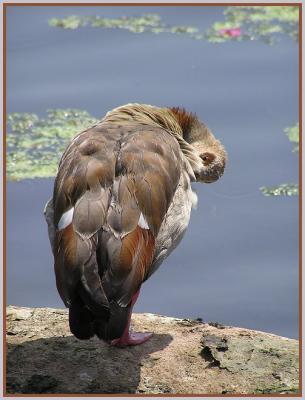 v3/22/296022/3/44719637.egyptiangoose.jpg