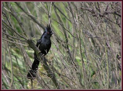 v3/22/296022/3/44719641.phainopepla.jpg