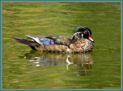 wood duck fc 2.jpg