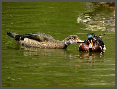 wood ducks fc 3.jpg