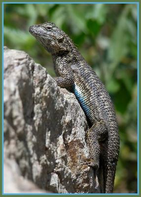 w fence lizard.jpg
