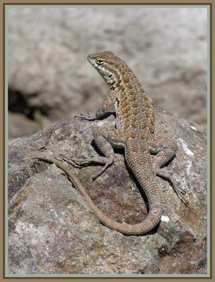 w fence lizard 2.jpg