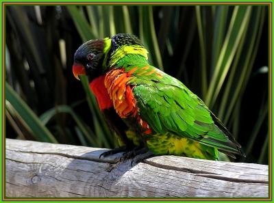 lorikeets_at_long_beach_aquarium