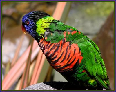 lorikeet 3.jpg