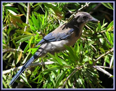 scrub_jay_juvenile