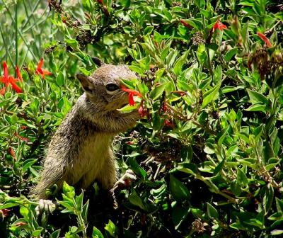 gr squirrel and flowers.jpg