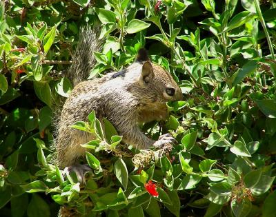 gr squirrel and flowers 2.jpg