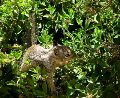 gr squirrel and flowers 3.jpg