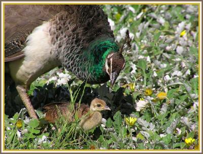 peahen and chick.jpg
