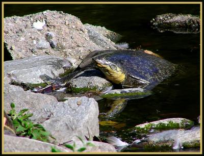 spiny_softshell_turtle