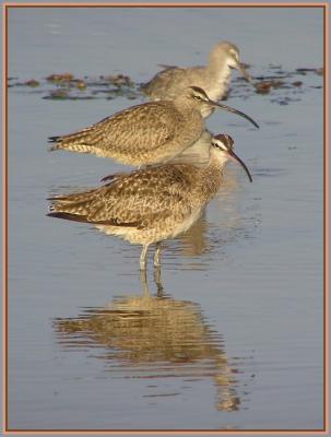 v3/22/296022/3/45876107.WILLETSWHIMBRELS2.jpg