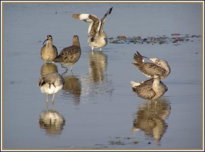 willets_and_whimbrels_july_05