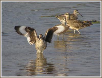 WILLETS WHIMBRELS 4.jpg
