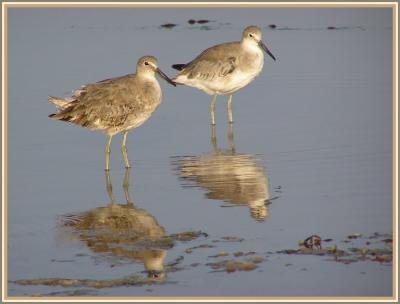 willets 3.jpg
